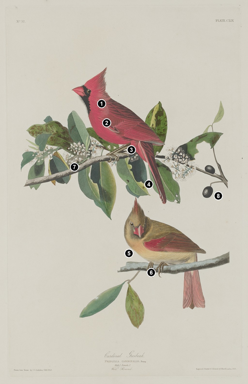 Annotated details from Cardinal Grosbeak by John James Audubon